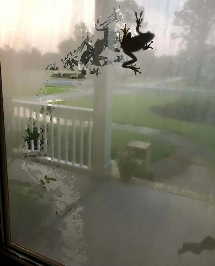 Frog climbing on foggy window glass with funny nature pattern left behind, captured in a close-up shot.