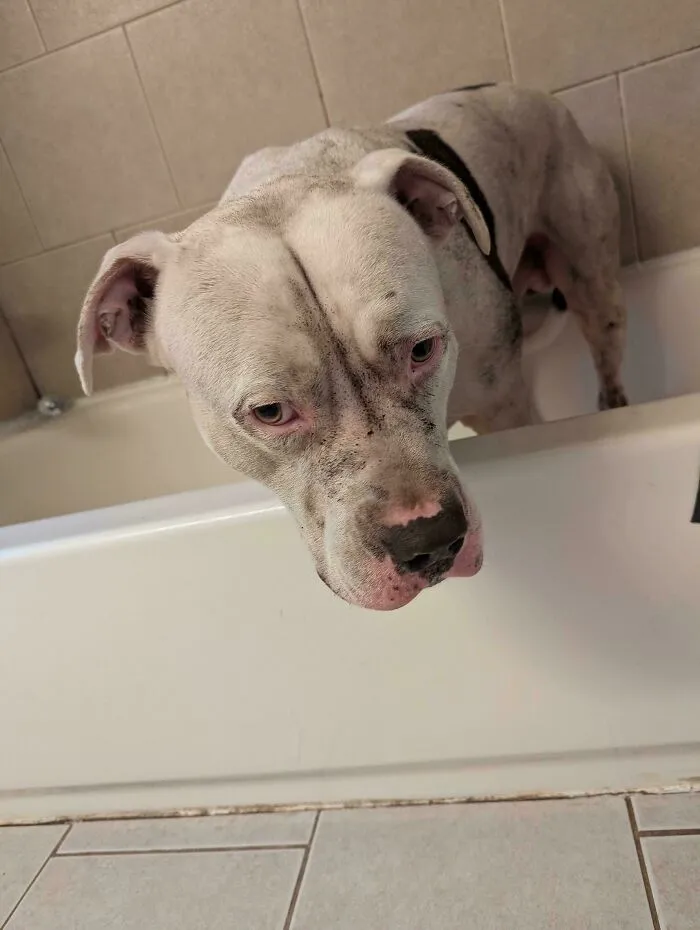 Acabo de bañarlo. Olvidé cerrar la puerta trasera y este idiota salió corriendo a revolcarse en la tierra. Hora de un segundo baño...
