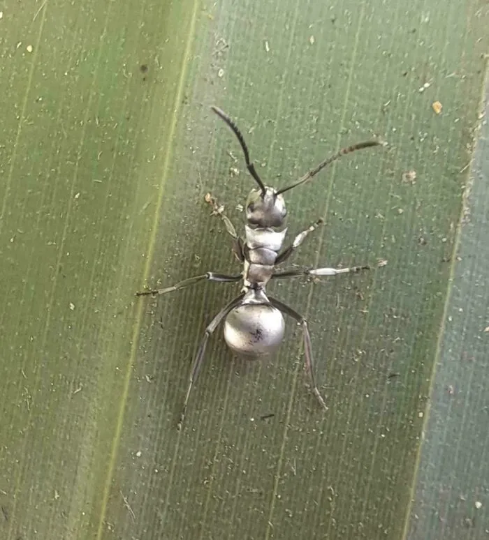 This Silver Ant I Saw Today