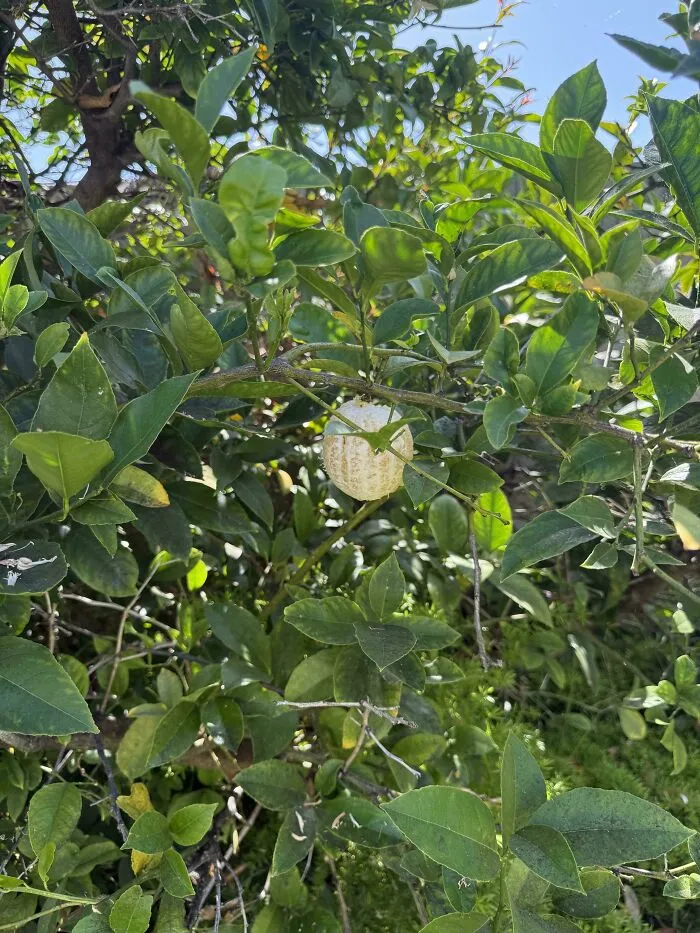 A citrus tree branch with an unusual discolored fruit, seen as a mildly interesting natural curiosity outdoors.