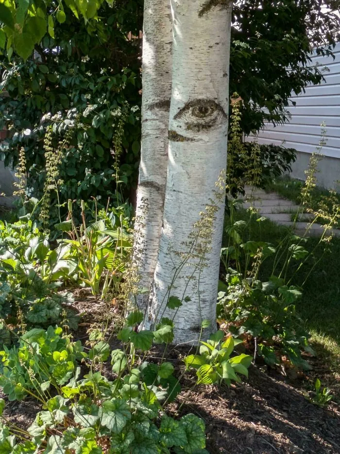 This Tree I Saw On A Walk Has A Near-Perfect Eye In Its Bark