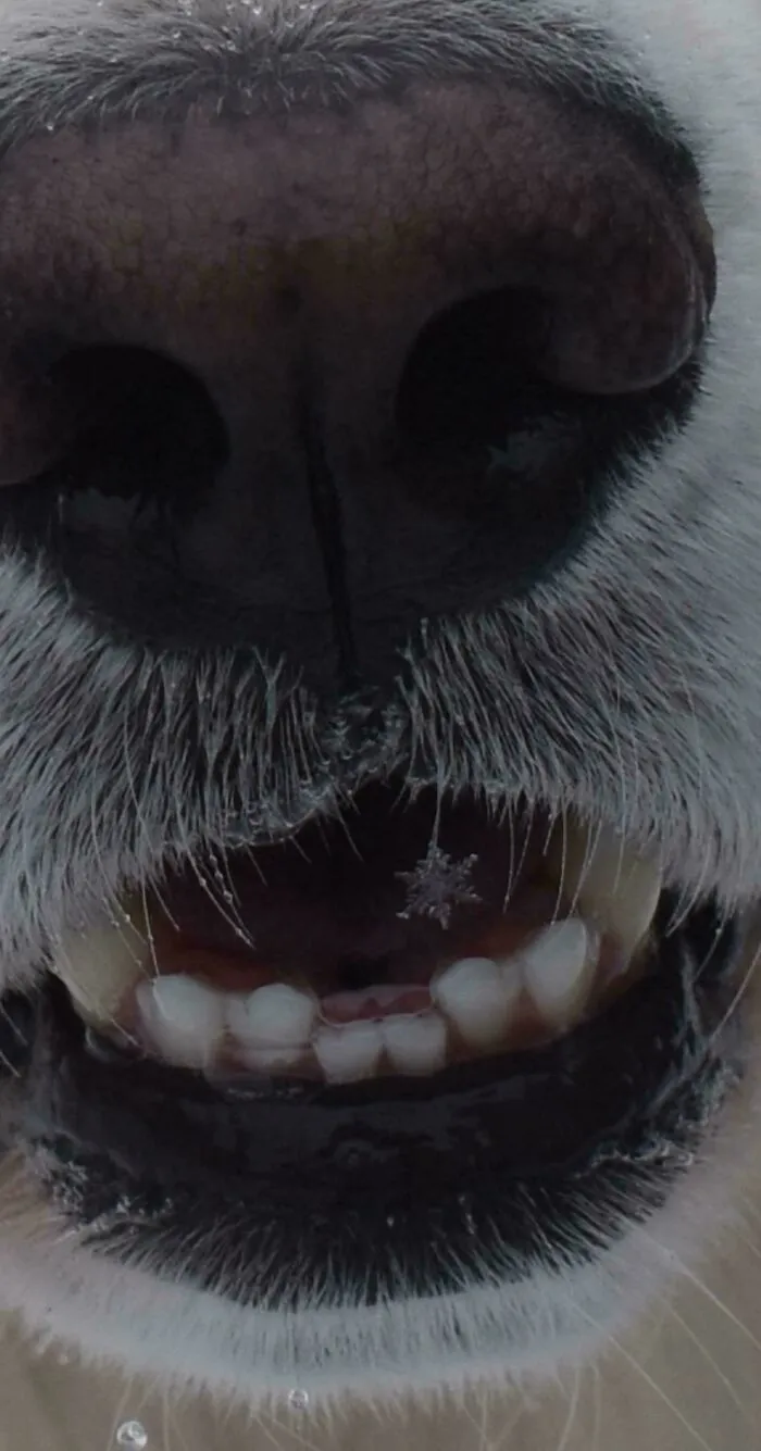 Captured A Perfect Snowflake In My Dog’s Mouth