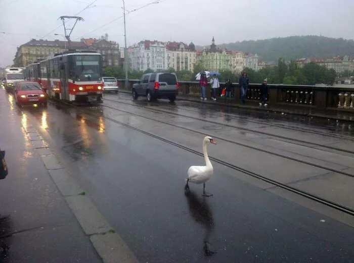 Cisne cruza una calle lluviosa ignorando el tráfico, ilustrando personas a las que todo les da igual en la ciudad.