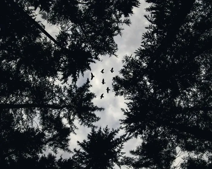 The Ibadan Forest Of Horror In Nigeria. A Local Taxi Driver Goes Missing And His Friends Create A Makeshift Search Party And Investigate A Forest