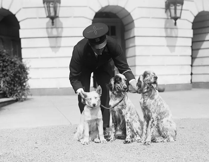 Pres. Hoover's Dogs, White House, Washington, D.C., 1929