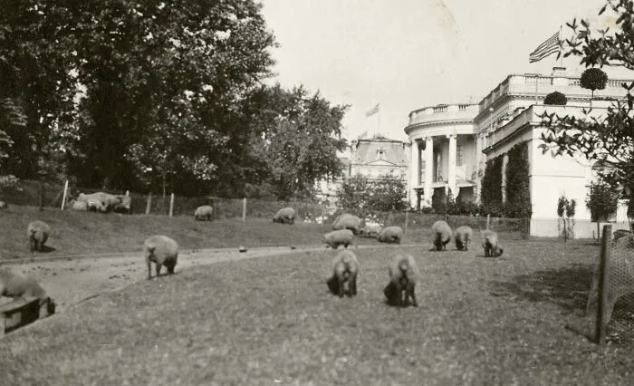 President Wilson's Sheep At White House, 1919