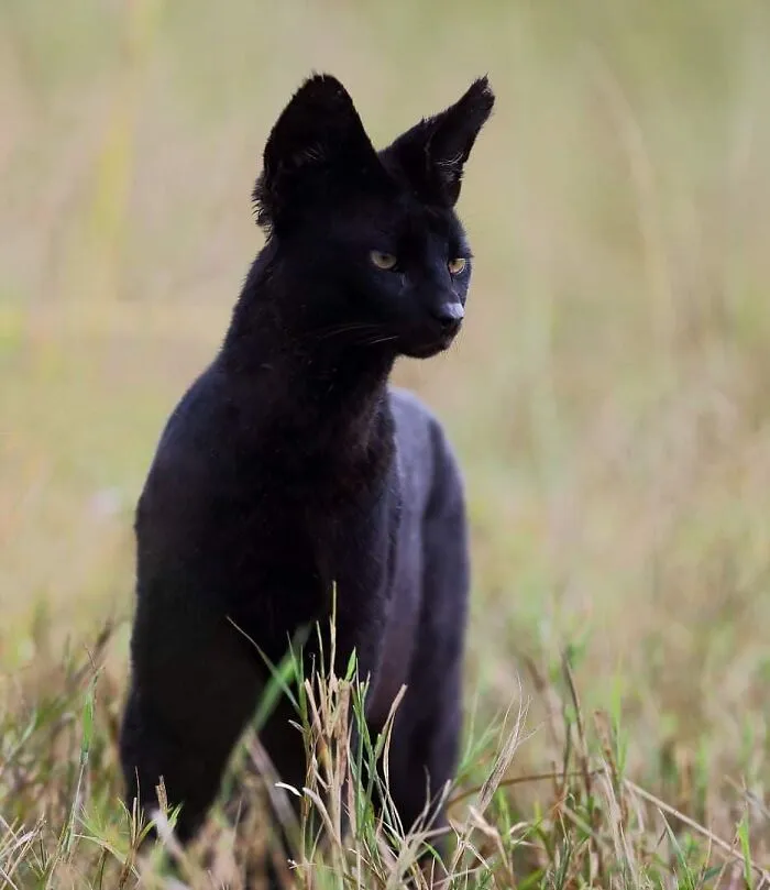 50 Times This Wildlife Photographer Captured Nature In All Its Untamed Glory