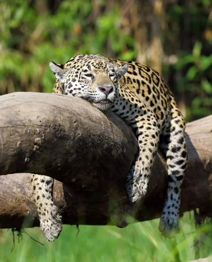 50 Times This Wildlife Photographer Captured Nature In All Its Untamed Glory