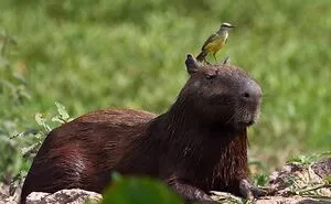 50 Times This Wildlife Photographer Captured Nature In All Its Untamed Glory