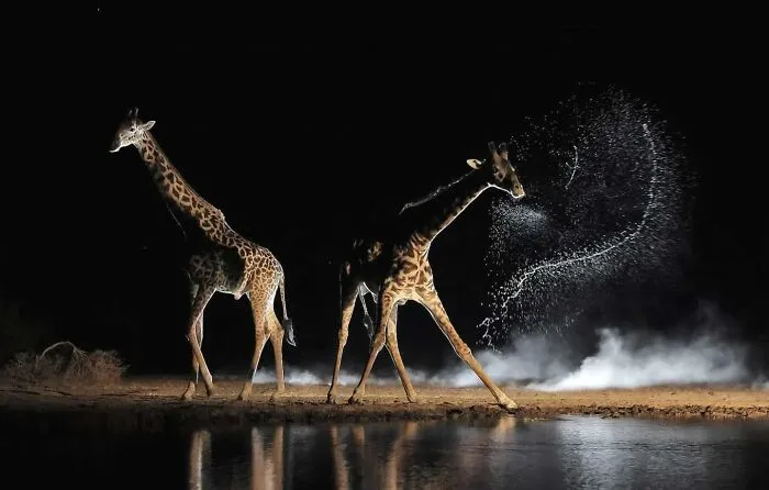 50 Times This Wildlife Photographer Captured Nature In All Its Untamed Glory