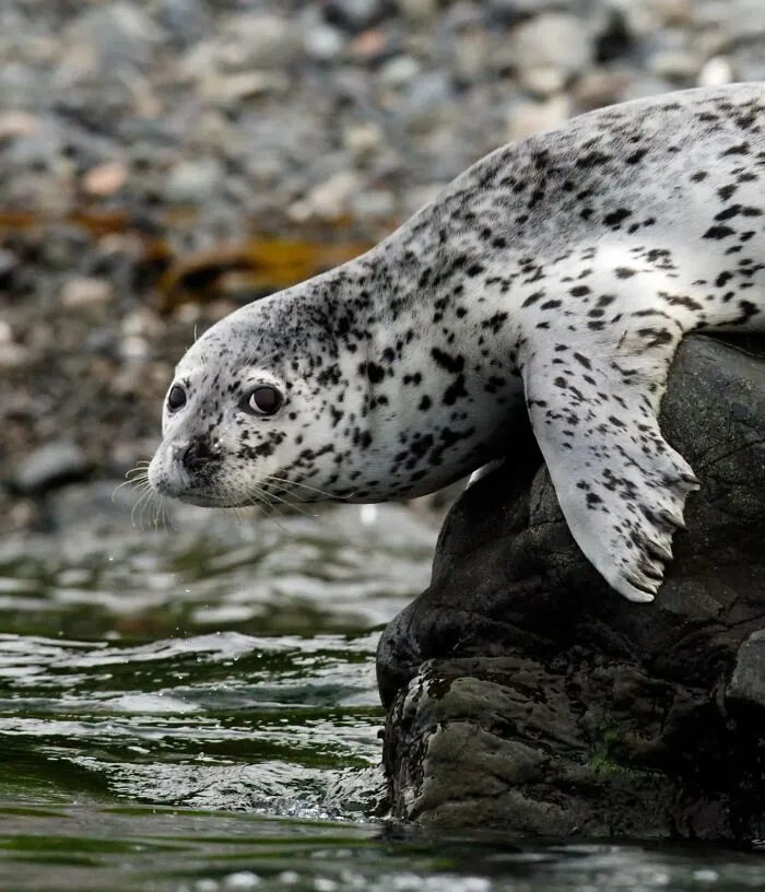 50 Times This Wildlife Photographer Captured Nature In All Its Untamed Glory