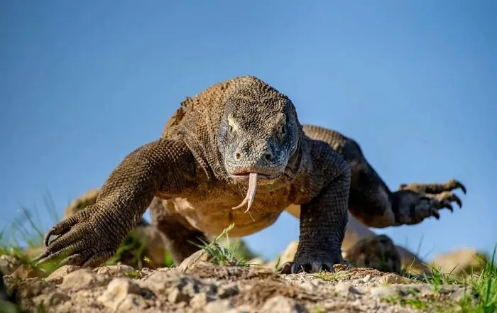 50 Times This Wildlife Photographer Captured Nature In All Its Untamed Glory