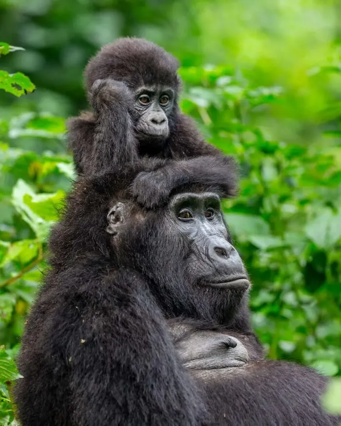 50 Times This Wildlife Photographer Captured Nature In All Its Untamed Glory