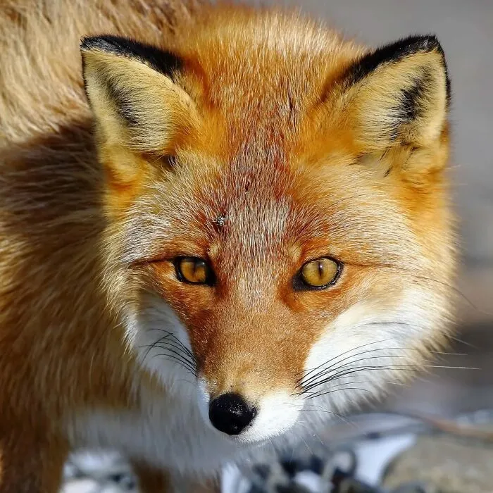 50 Times This Wildlife Photographer Captured Nature In All Its Untamed Glory