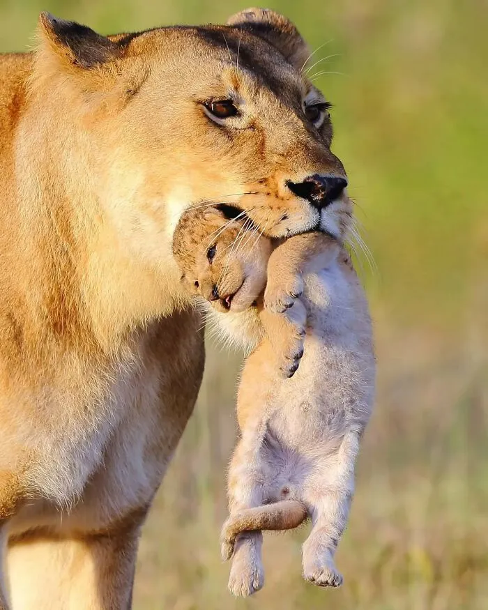 50 Times This Wildlife Photographer Captured Nature In All Its Untamed Glory