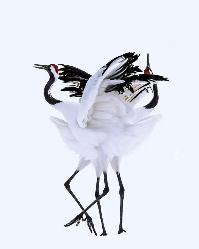50 Times This Wildlife Photographer Captured Nature In All Its Untamed Glory