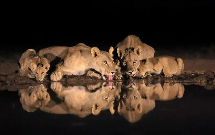 50 Times This Wildlife Photographer Captured Nature In All Its Untamed Glory