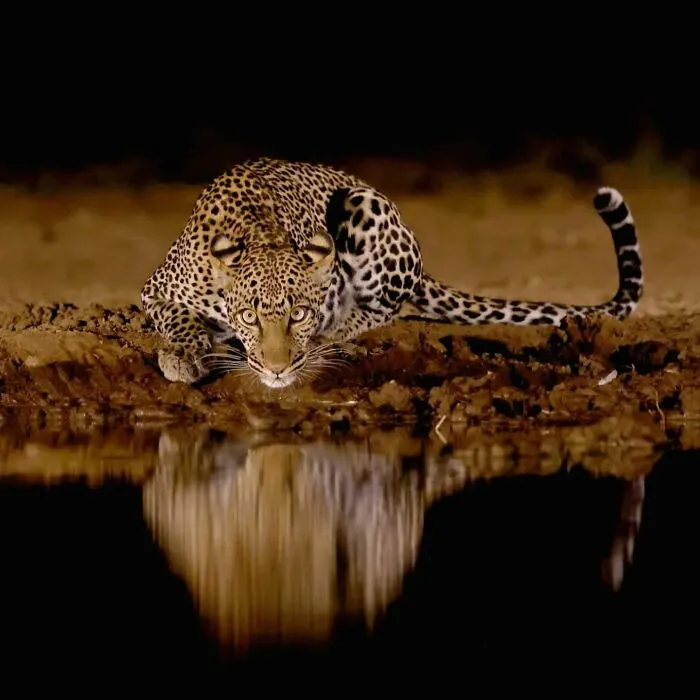 50 Times This Wildlife Photographer Captured Nature In All Its Untamed Glory