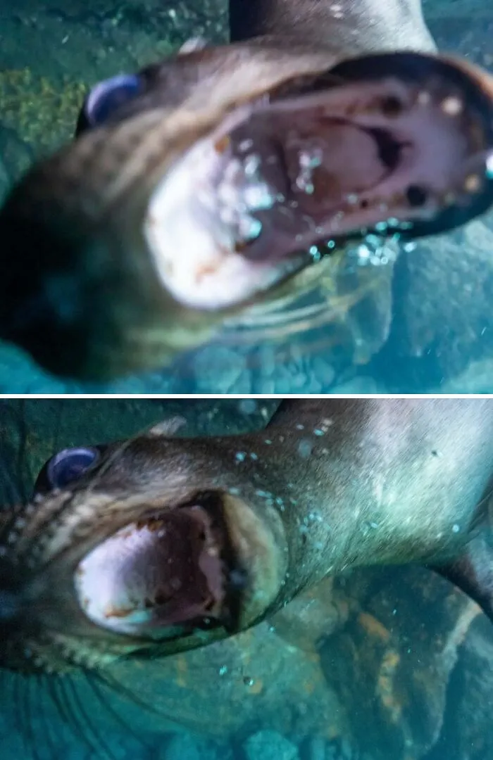 Tiburón con boca abierta acercándose a la cámara, mostrando un momento adorable de emboscada en naturaleza.
