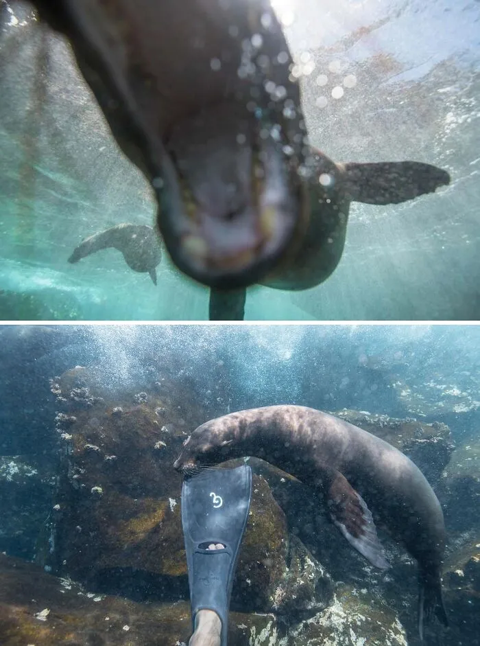 Los leones marinos son realmente los perros del océano. Mientras los fotografiaba en las Galápagos, nadaban a mi alrededor y jugaban con mi equipo.