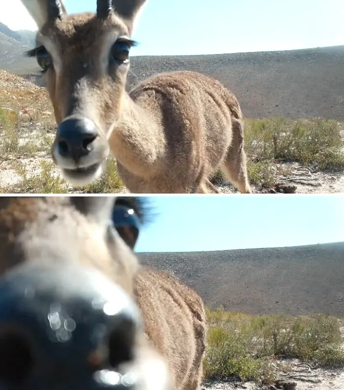 Animal curioso acercándose a una cámara en la naturaleza, retratado por fotógrafos de la naturaleza.
