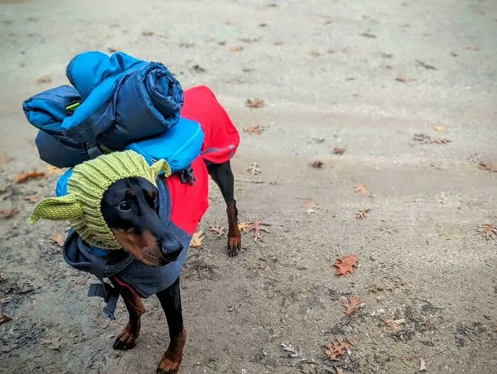 Well, I Just Discovered This Community Today! Posted This In The Doberman Subreddit, And Someone Linked Here. Here Is My Backpacking Hound!