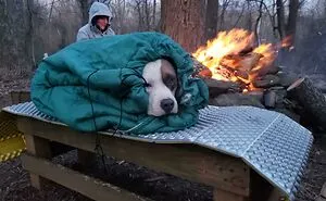 45 Doggone Adorable Doggos Just Out For A Hike With Their Owners