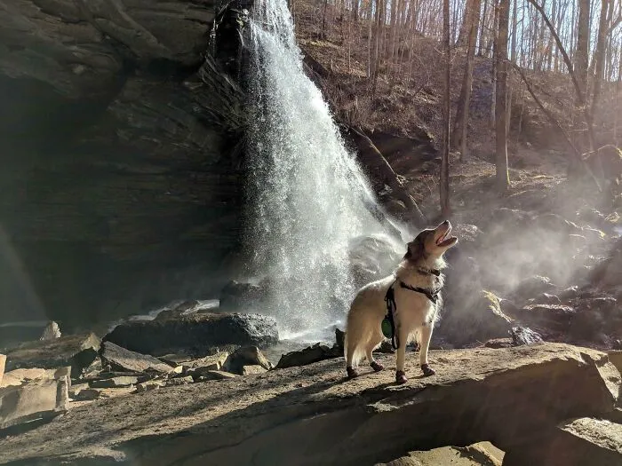 My Best Friend And Hiking Pal, Hendrix