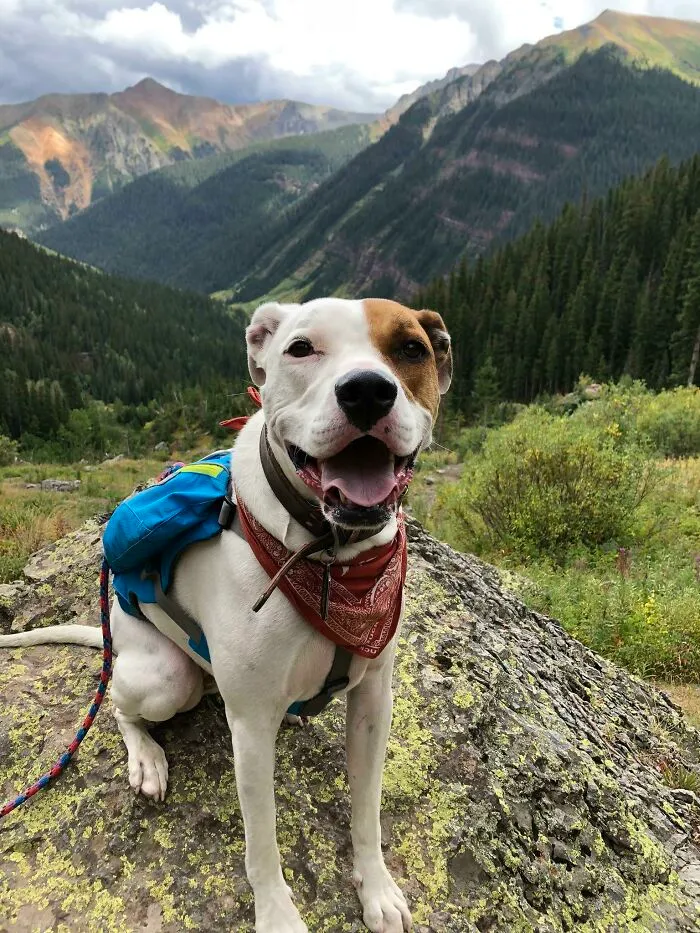 This Guy Carried His Own Food And Treats On Our Trip Near Silverton, Co Last Summer