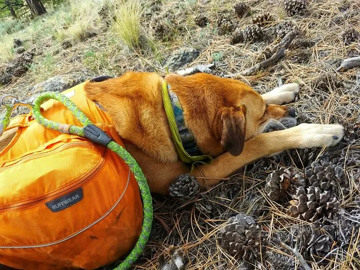 This Old Man Did 29 Miles To Our 21 And Had No Interest In Sleeping On His $60 Bed, Only The Finest Pinecones Will Do!