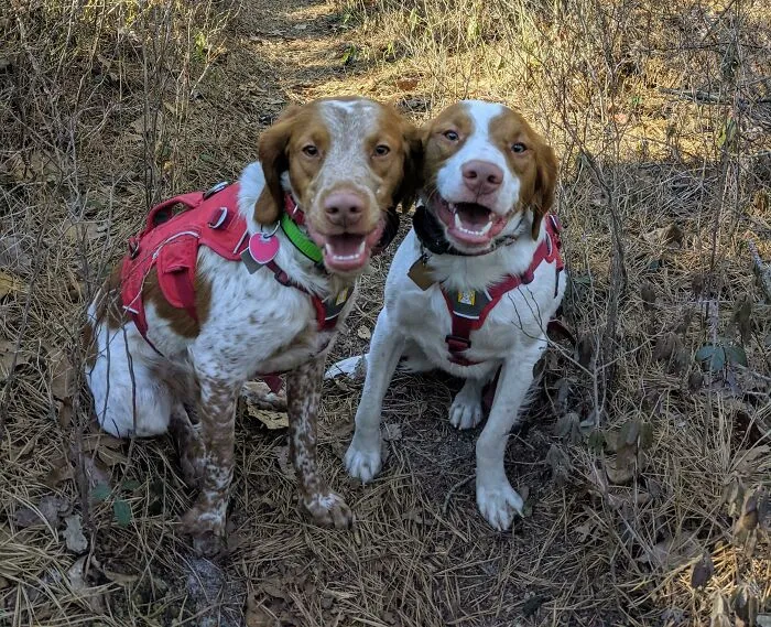 A Quick, Cold 9 Mile Day Hike With Romulus And Remus