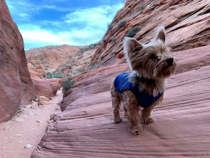 Tiny Legs Here Kept Up For 13 Miles Of Slot Canyons, Mostly Climbing Over Rocks His Size. Wire Pass Trail Near The Wave