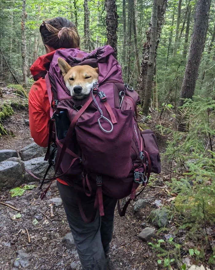 I Think We Misinterpreted "Backpackingdogs"