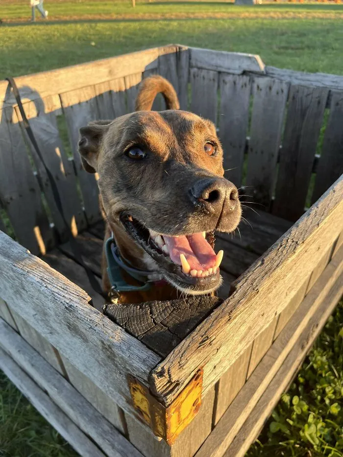 My Dogs Cancer Removal Surgery Is Fully Funded In Two Days