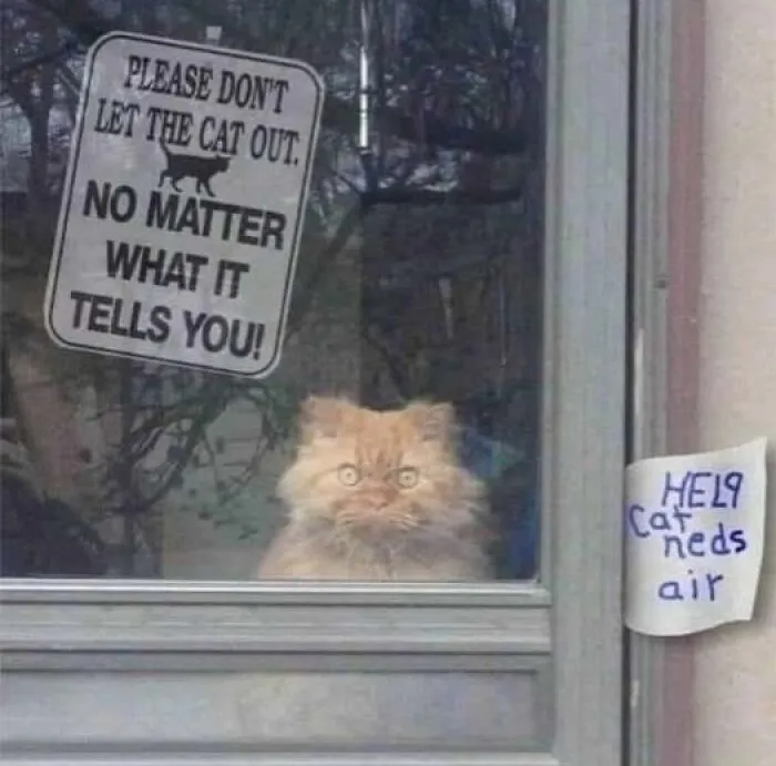 Cat Need Air This Is Epic 😂 😂
