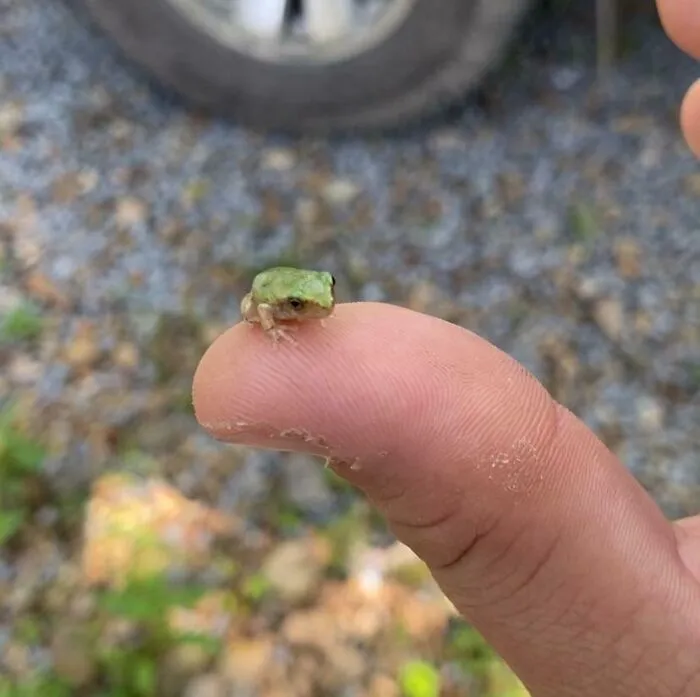 I Found This Comically Small Frog On My Truck This Morning