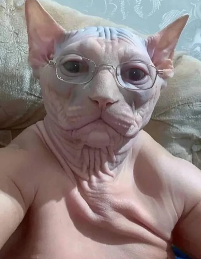 Hairless cat wearing glasses and a human-like expression showing hilarious animal shenanigans in a close-up photo.