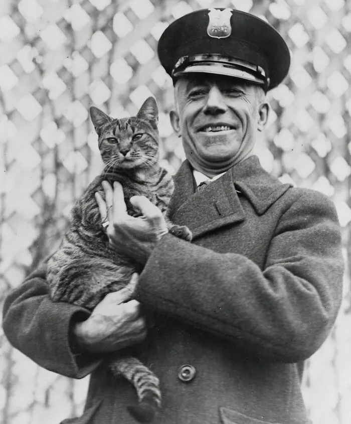 "Tige" The White House Cat And Pet Of Mrs. Coolidge Has Been Returned, 1924