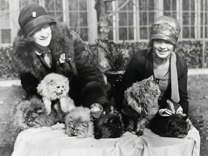 Washington Cat Show Opens At Wardman Park Hotel, 1920