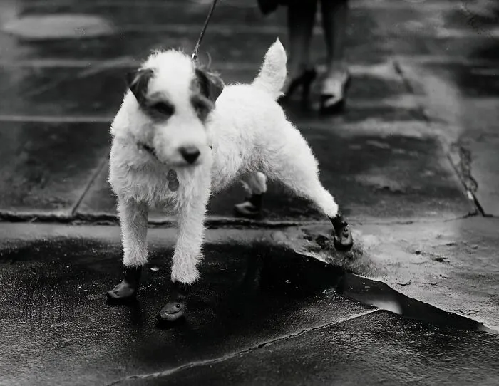 "Flapper Goloshes" For The Pup, Peter Pan, Wire-Haired Terrier Pet Of The Personal Secretary To President Coolidge And Mrs. Edward T. Clark, Arrived At The White House, 1928