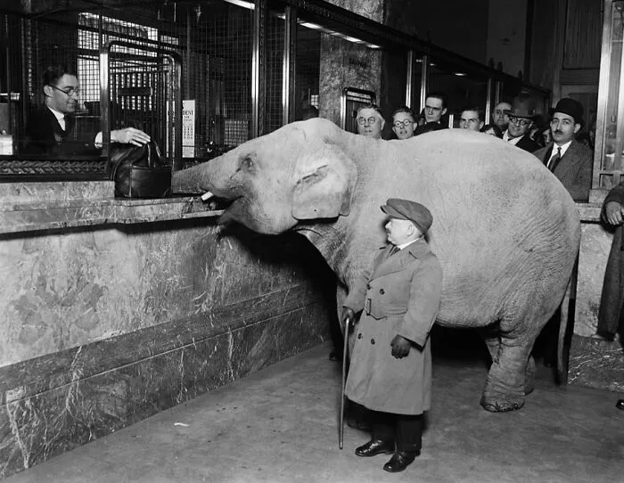 Charlie Becker, Midget Trainer With Singer's Midgets, Walked The Smallest Elephant Of His Troupe To Merchants Bank, And Made A Deposit For Keith's Theatre. The Elephant Delivered The Money Satchel Directly To The Receiving Teller,  Washington, D.C., 1924