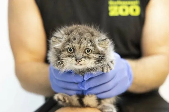 Fluffy kitten held gently by a person wearing blue gloves, showcasing a cute and funny cat moment for laughter online.