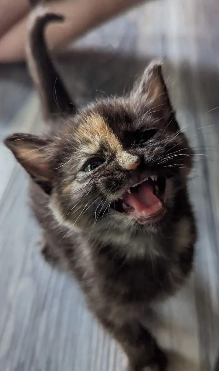 Playful kitten with mouth open showing tiny teeth, one eye slightly closed, capturing funny cat moment to share online.