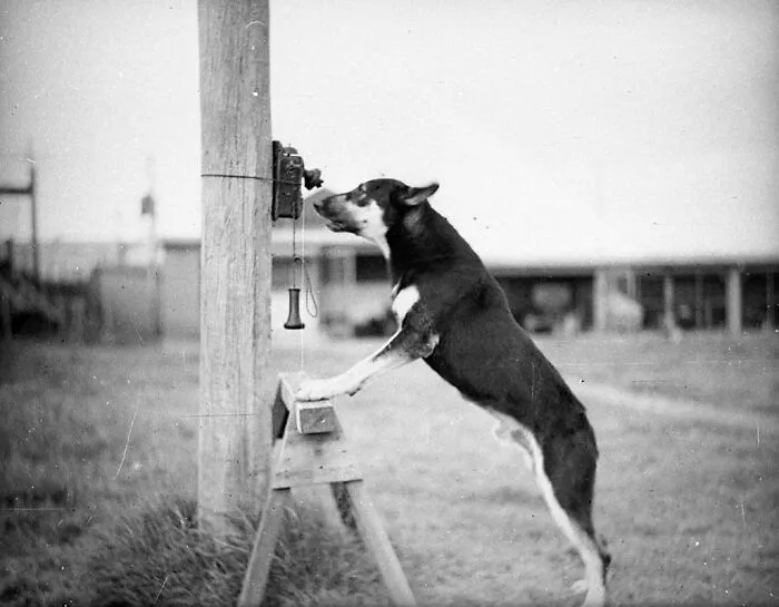 Police Dog, Tess, 1935