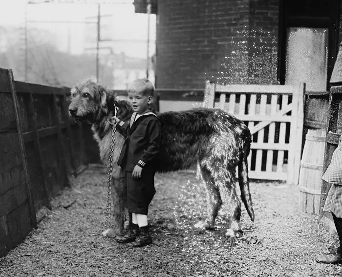 Dog Show, 1920