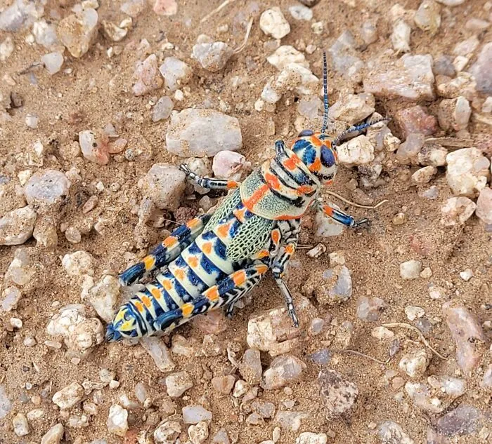 I Was Lucky Enough To Spot And Photograph This Beautiful Dactylotum Bicolor (Rainbow Grasshopper) Today