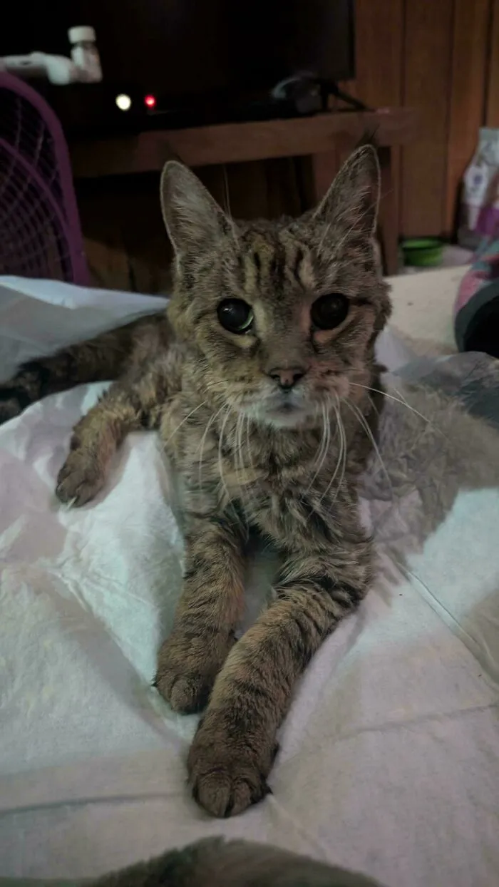Meet Tiger, My Boyfriends Ancient 20 Year Old Kitty