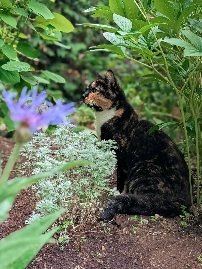 At 19 Years Old, My Senior Cat Has Entered Her Garden Goddess Era