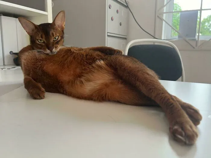 Mi gata quiere un perfil de tinder