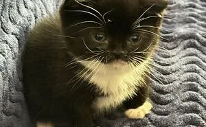 People Can’t Handle The Cuteness Of Their Cats And Share 50 Adorable Pics